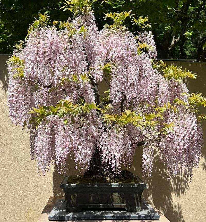 Wisteria (Wisteria Floribunda)