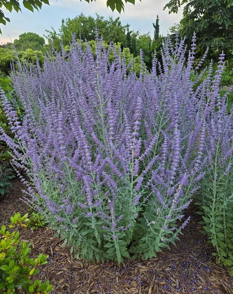 Russian Sage (Perovskia atriplicifolia)