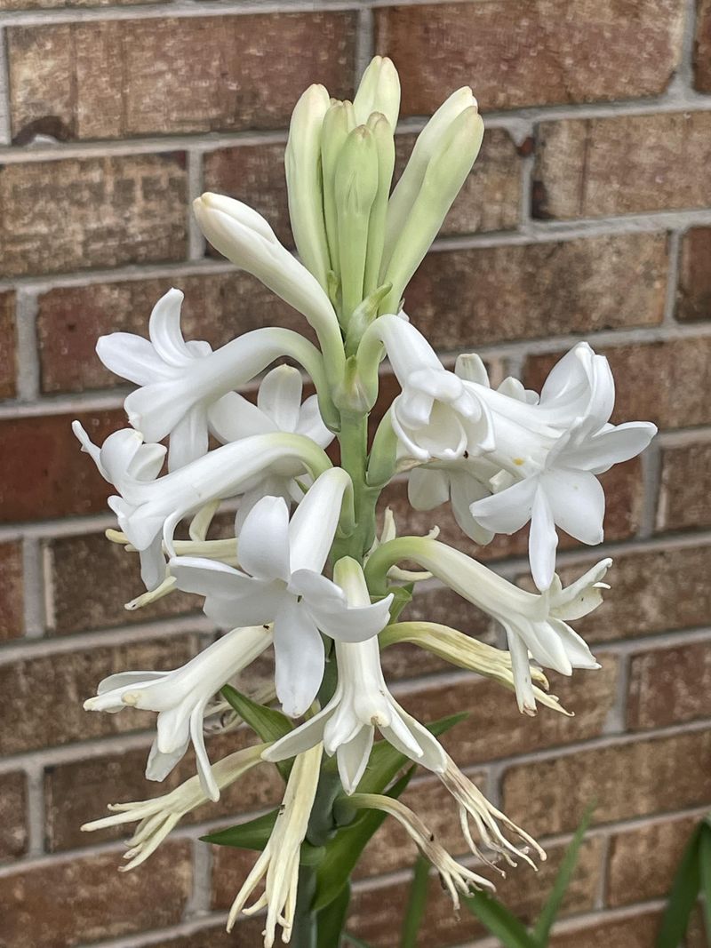 Tuberose (Polianthes tuberosa)