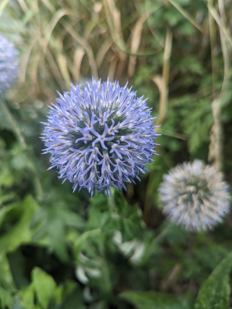 Globe Thistle (Echinops)