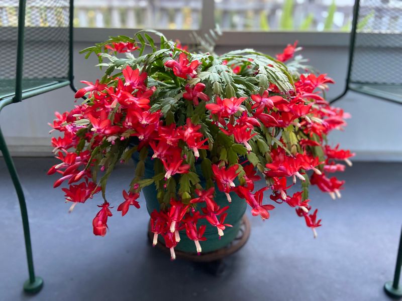 Christmas Cactus – A Seasonal Bloomer with Light Needs