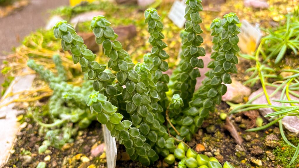 Peperomia Columella