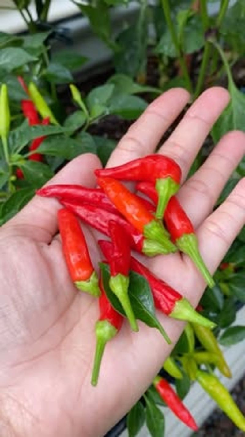 Thai Chili