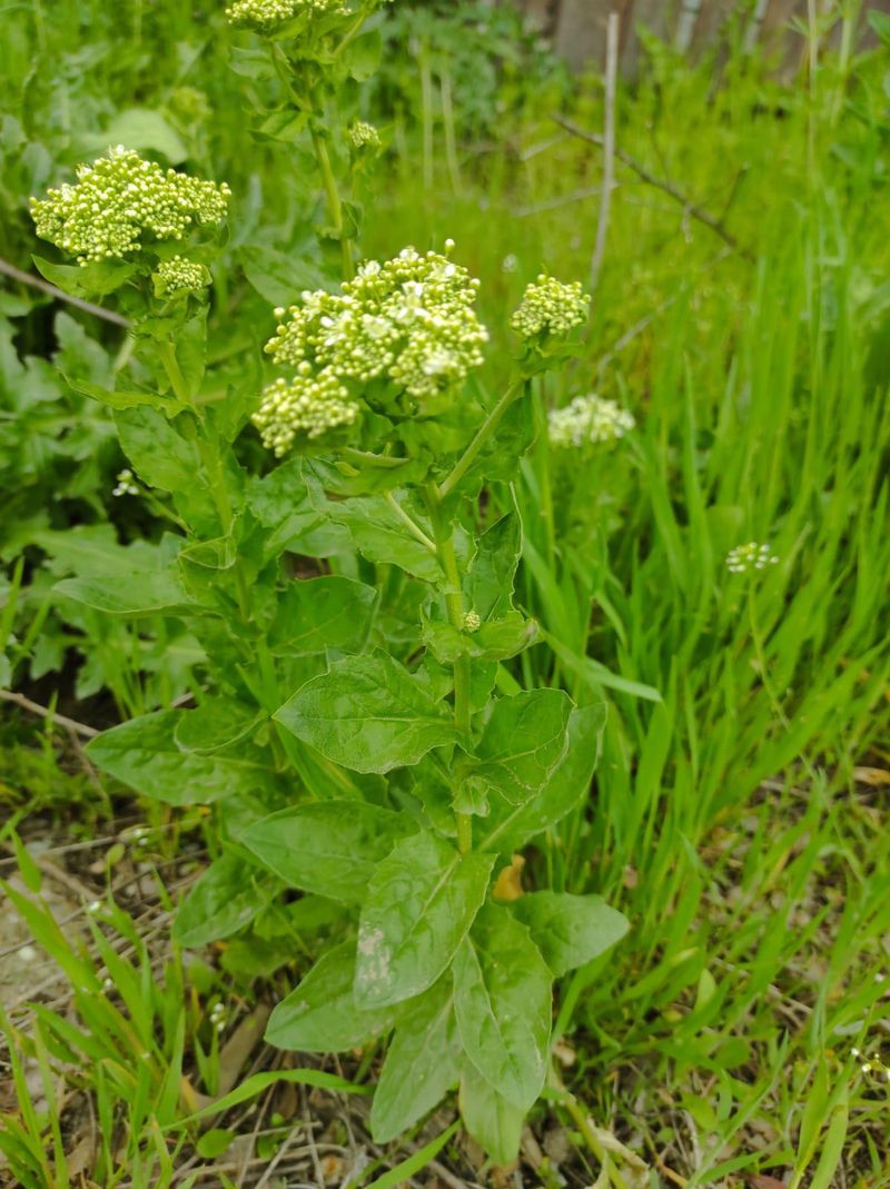 Hoary Cress