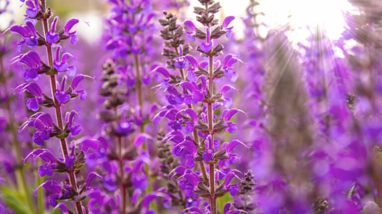 salvia flowers