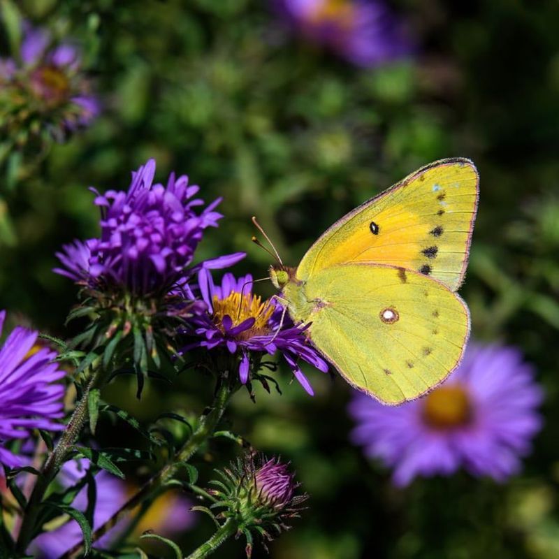 Butterfly Magnetism