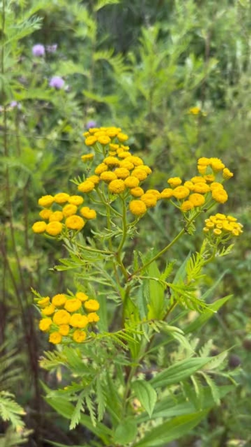 Tansy (Tanacetum vulgare)