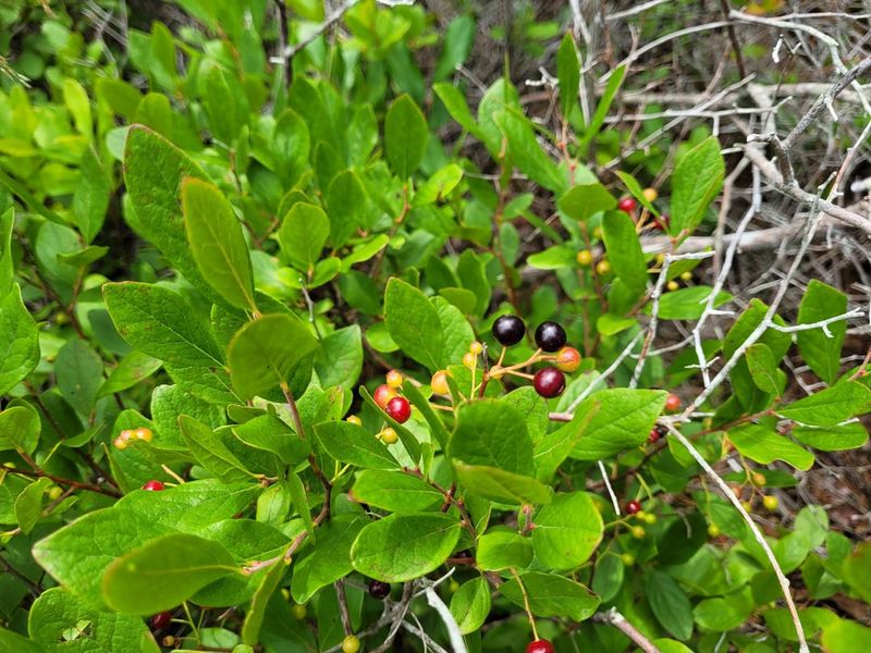 Black Huckleberry (Gaylussacia baccata)