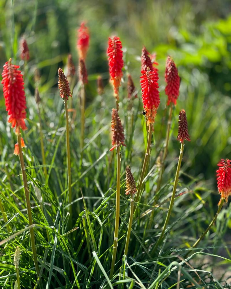 Kniphofia
