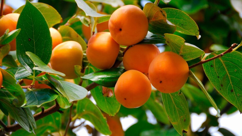 Persimmon Tree