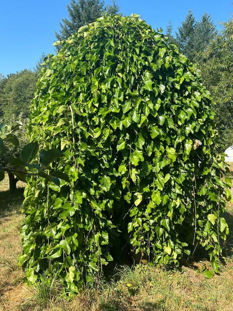 Mulberry Tree