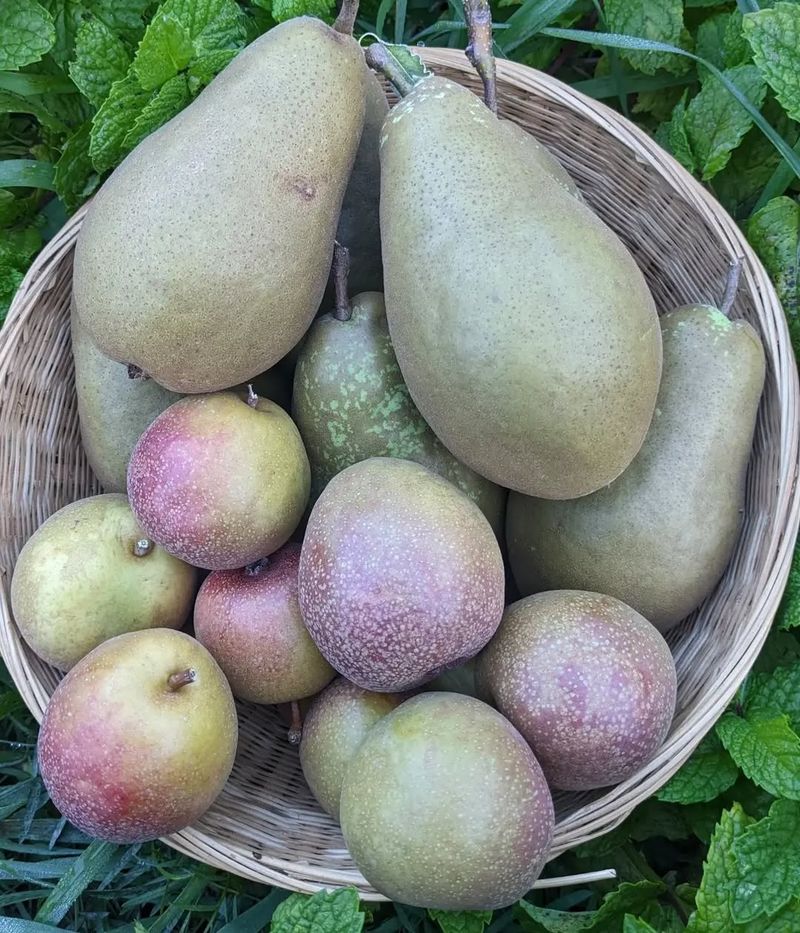 Seckel Pear