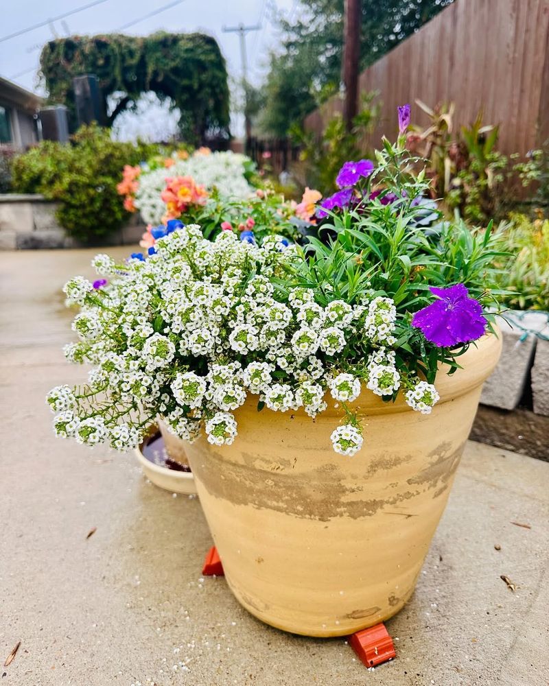 Sweet Alyssum