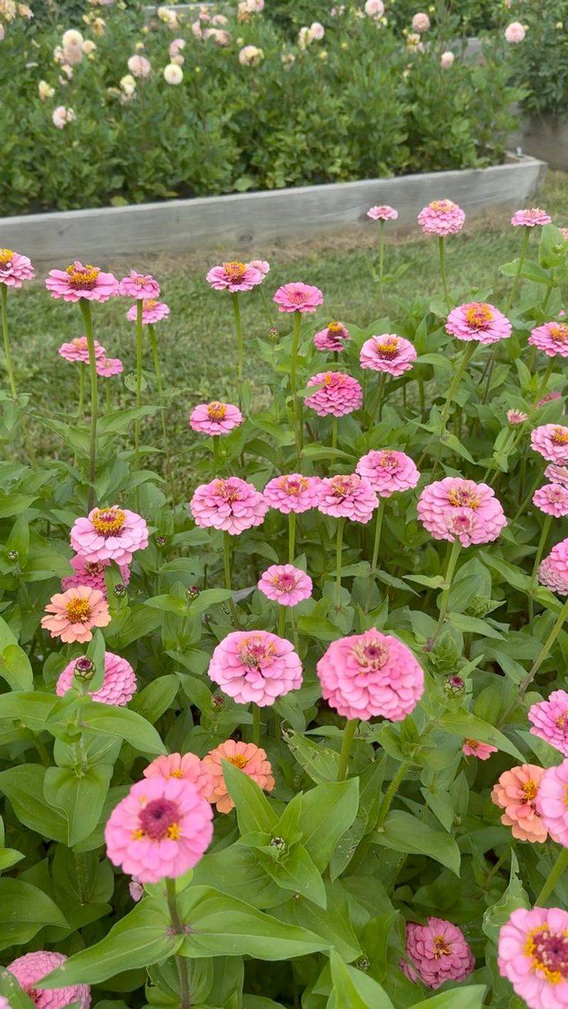 Zinnia