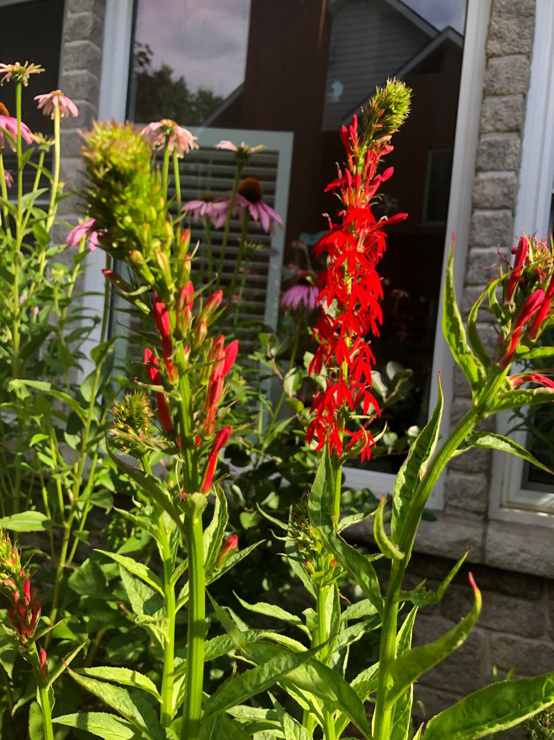 Cardinal Flower