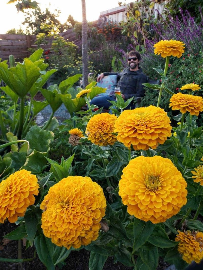 Marigolds and Purple Sage