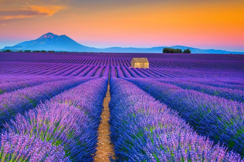 Provence Lavender