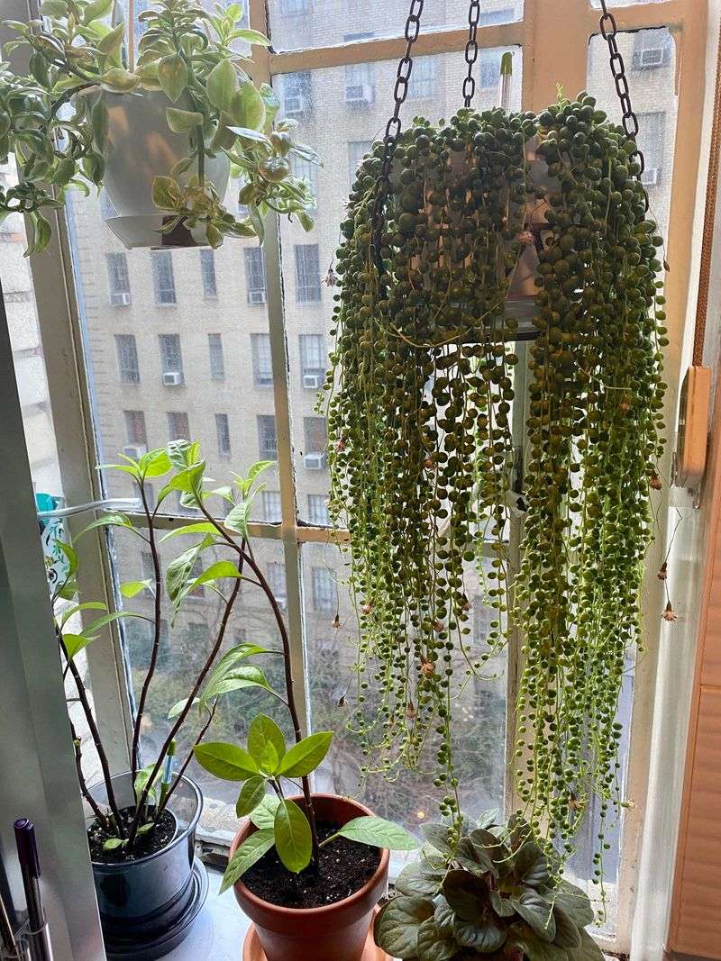 String of Pearls