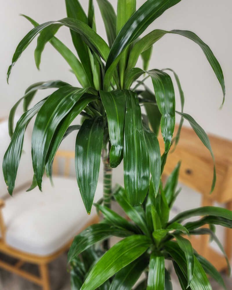 Dracaena