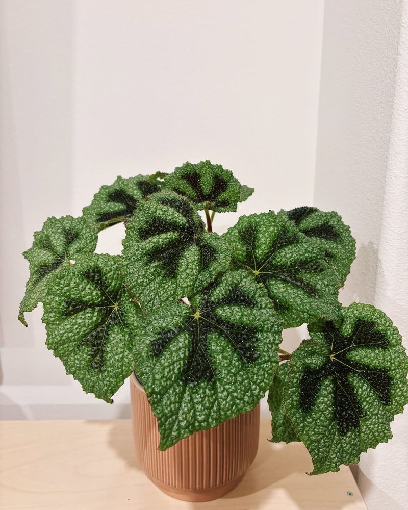 Begonia