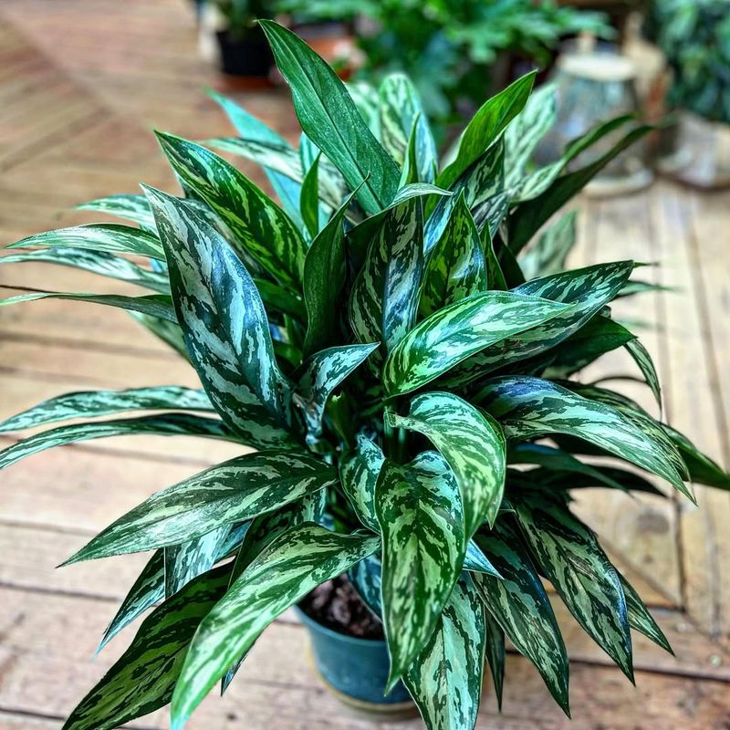 Chinese Evergreen