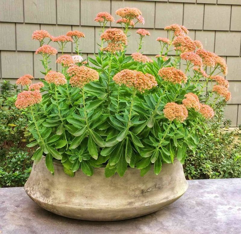 Sedum