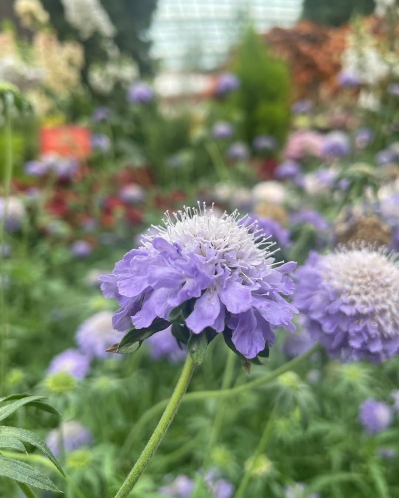 Scabiosa (Pincushion Flower)