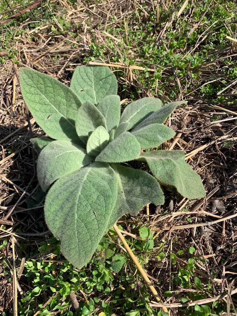 Lamb's Ear