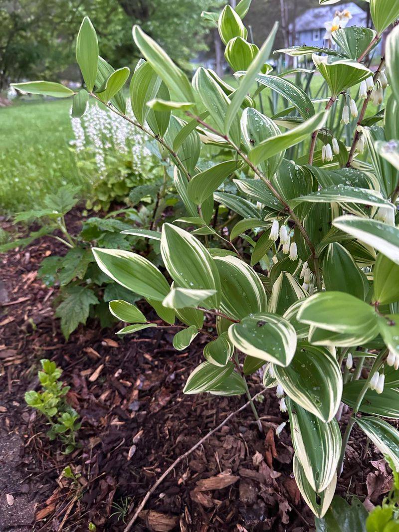 Solomon’s Seal (Polygonatum)