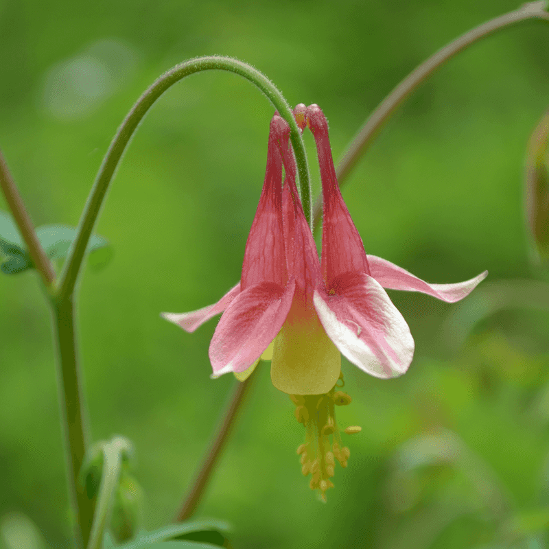 Columbine