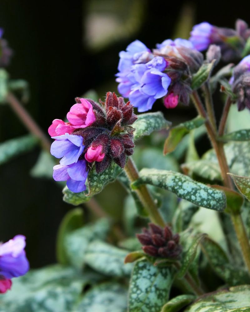 Pulmonaria