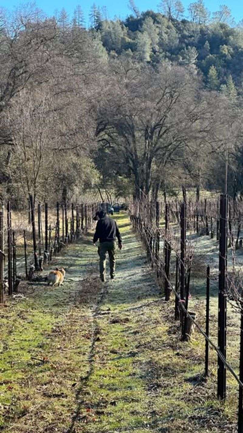 Pineau d'Aunis (France)