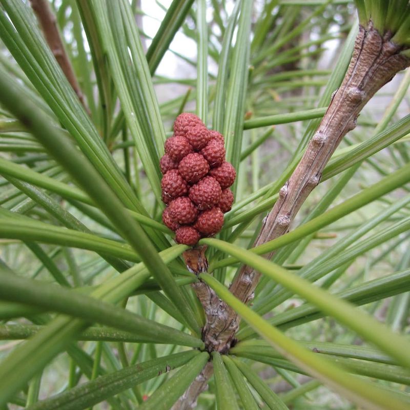 Japanese Umbrella Pine (Sciadopitys Verticillata)