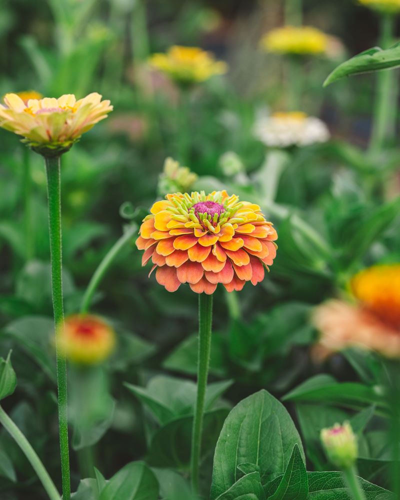 Zinnia