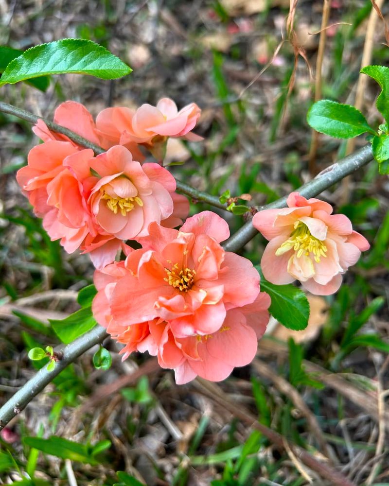 Japanese Quince (Chaenomeles japonica)