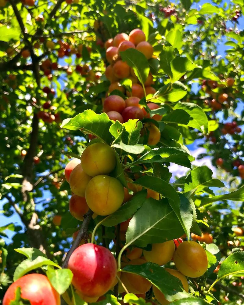 American Plum