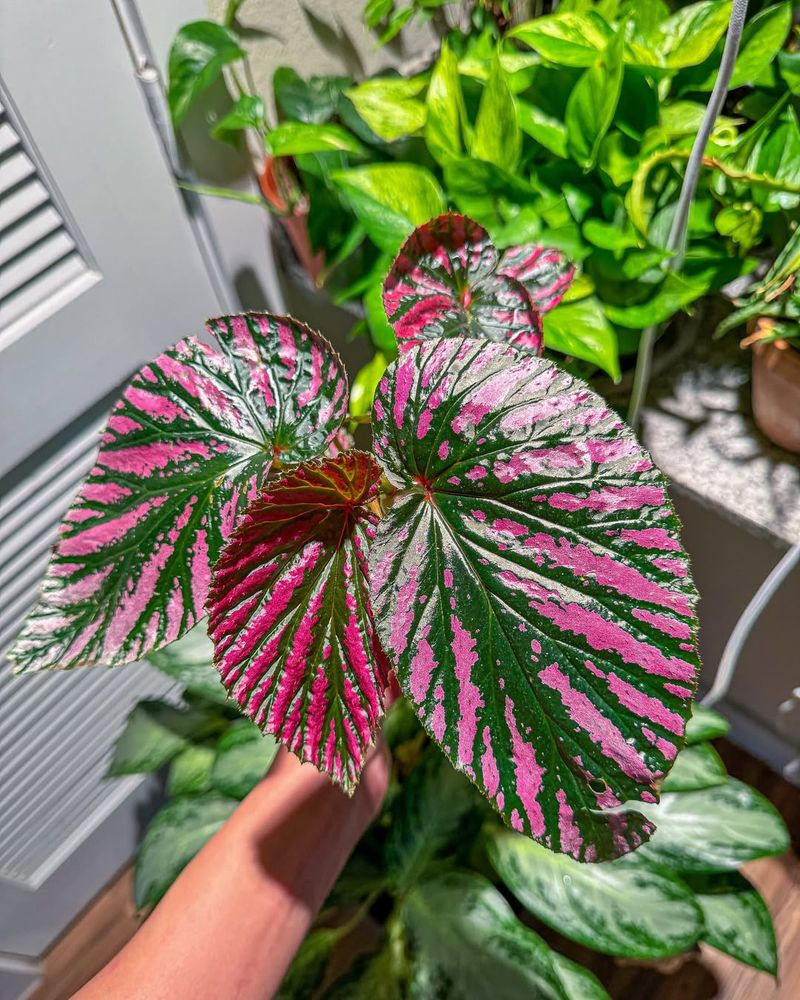 Pink Begonia