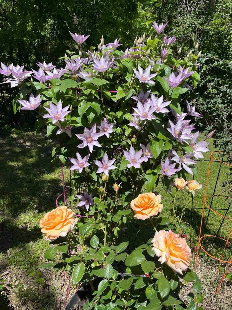 Orange And SIlvery White