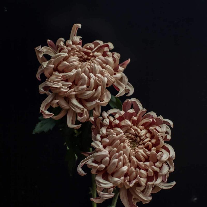 Coppery Chrysanthemums