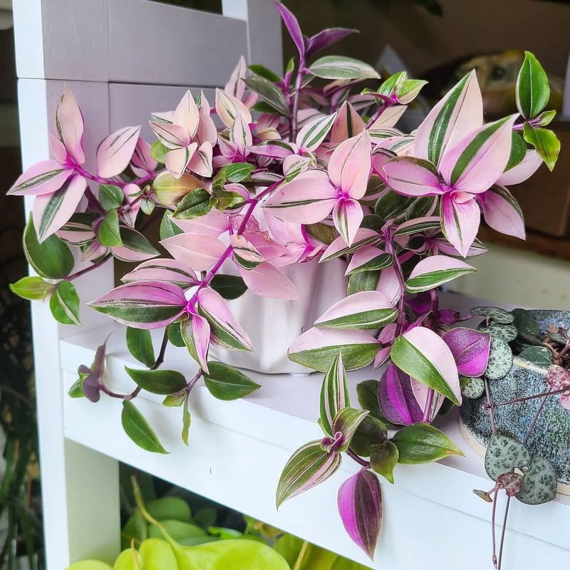 Pink Wandering Jew