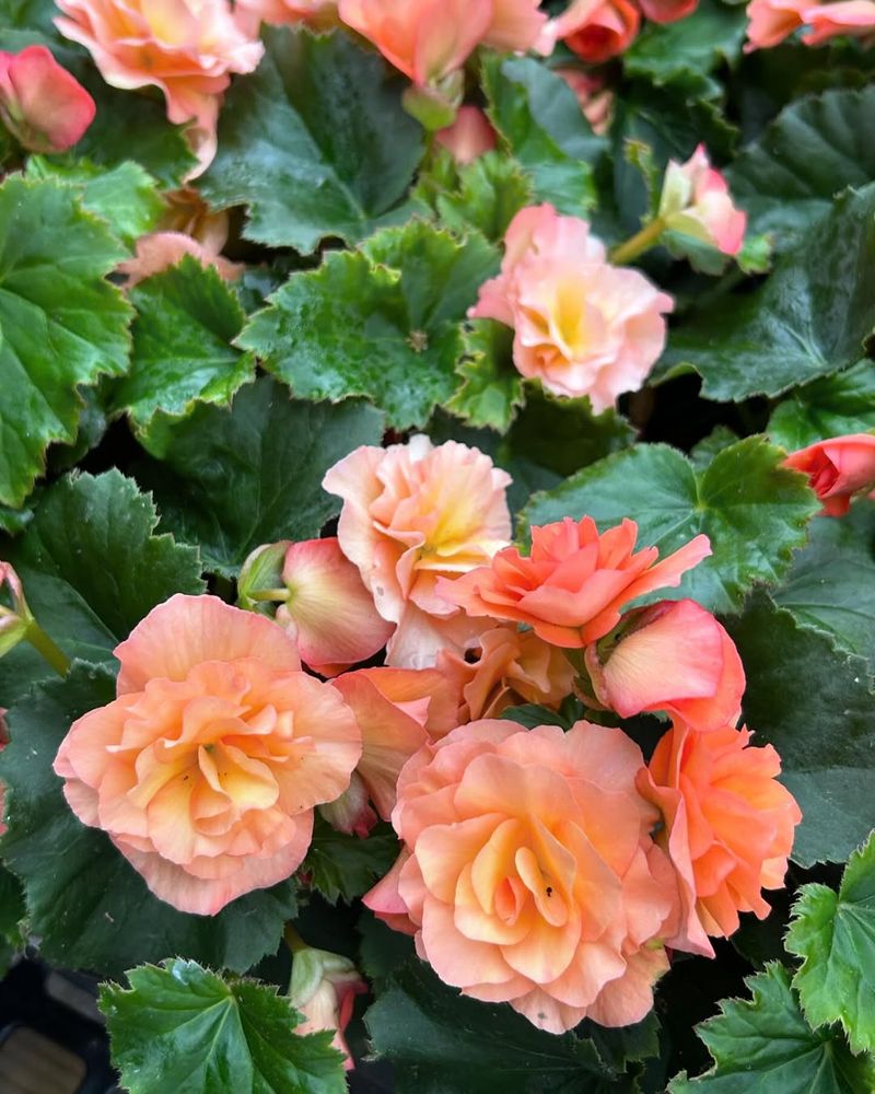 Peach Begonia