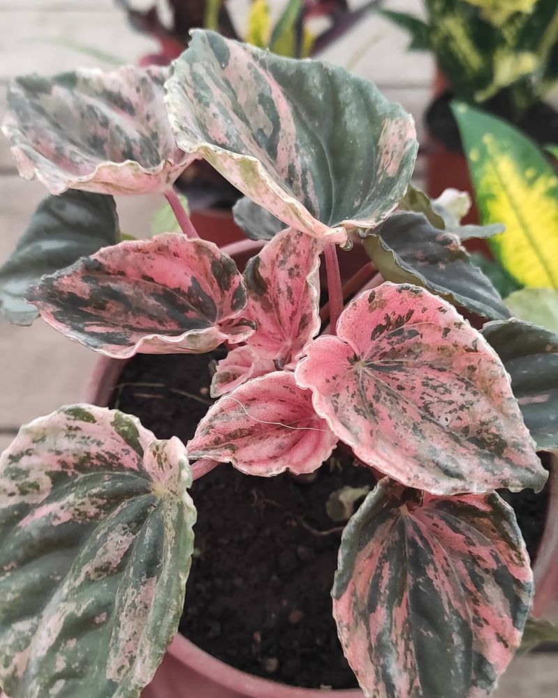 Pink Peperomia