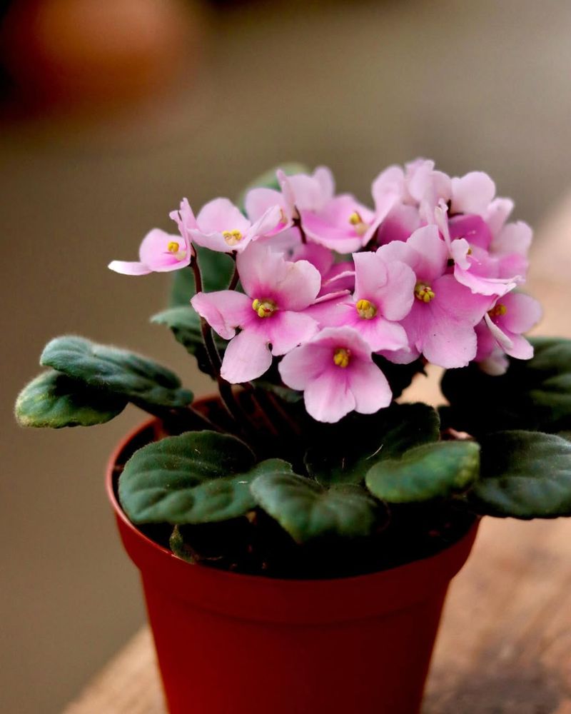 Pink African Violet