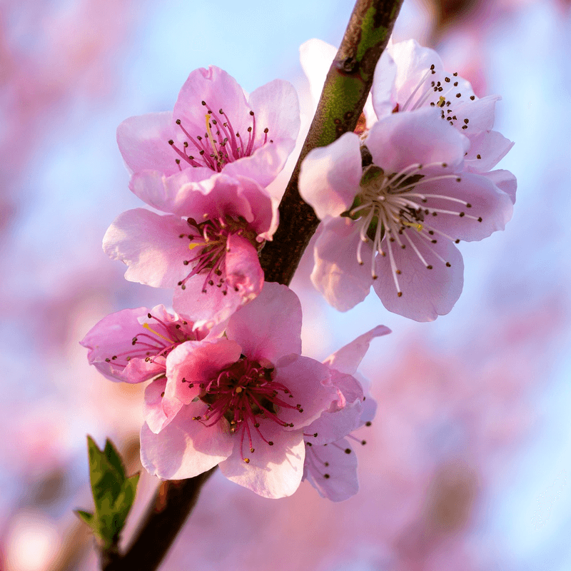 Peach Blossom