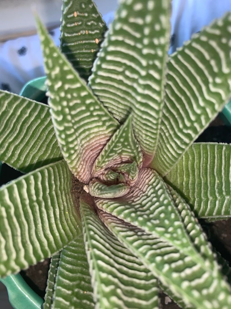 Pink Zebra Plant