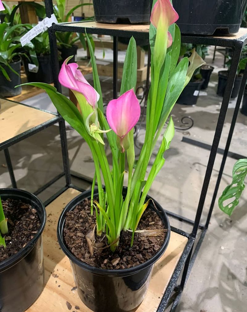 Pink Calla Lily