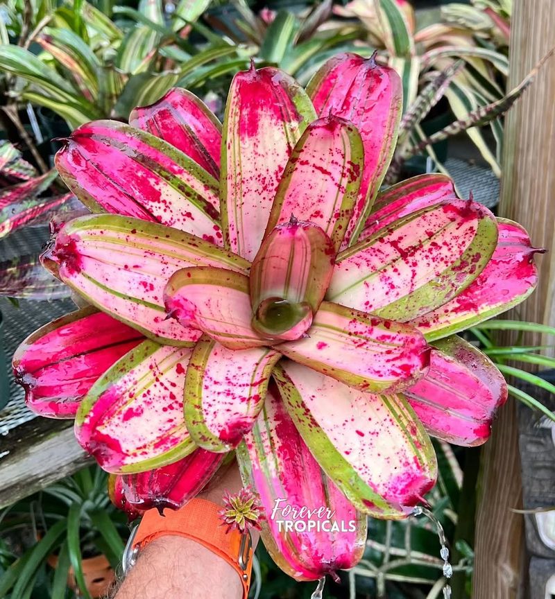 Pink Neoregelia