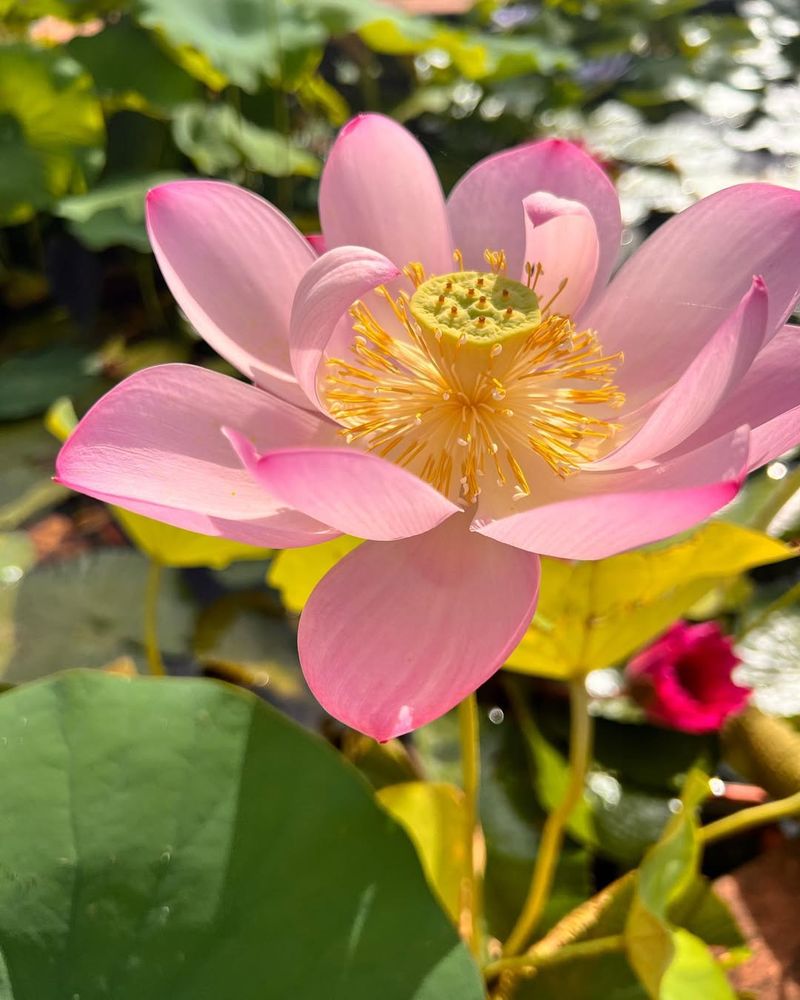 Pink Lotus