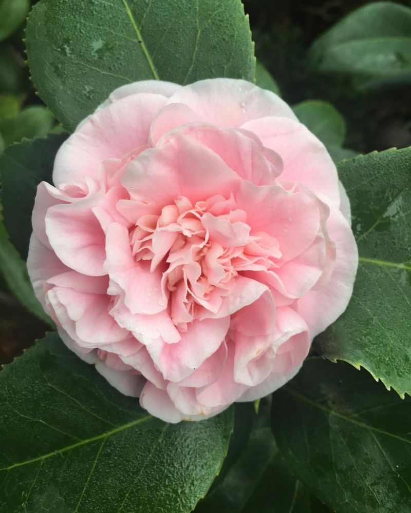 Pink Camellia