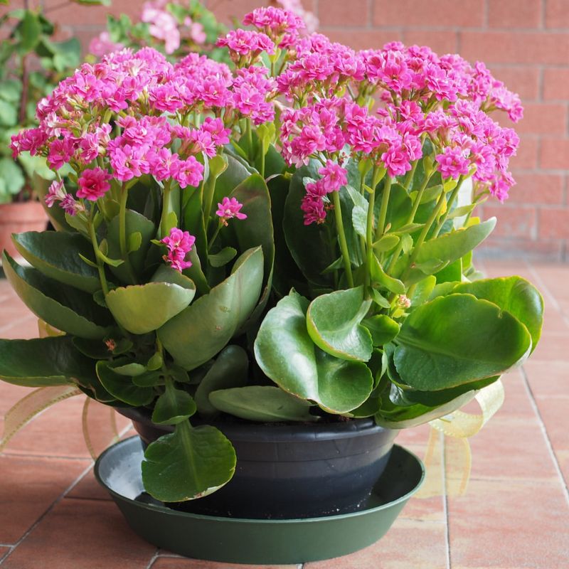 Pink Kalanchoe